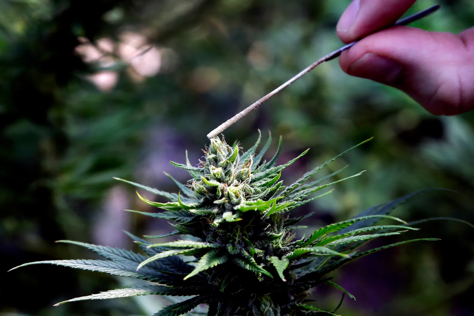 Mild Strength Delta 8 Flower Supporting Comfortable Sessions for New Consumers