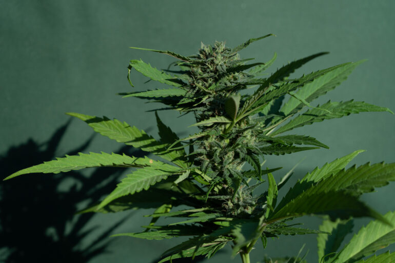 premium delta 8 flower